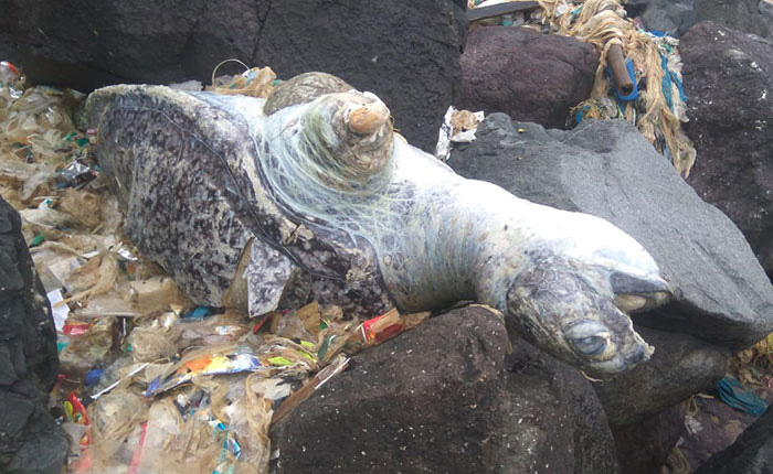 Из-за пластикового мусора нередко гибли животные, в том числе и черепахи.