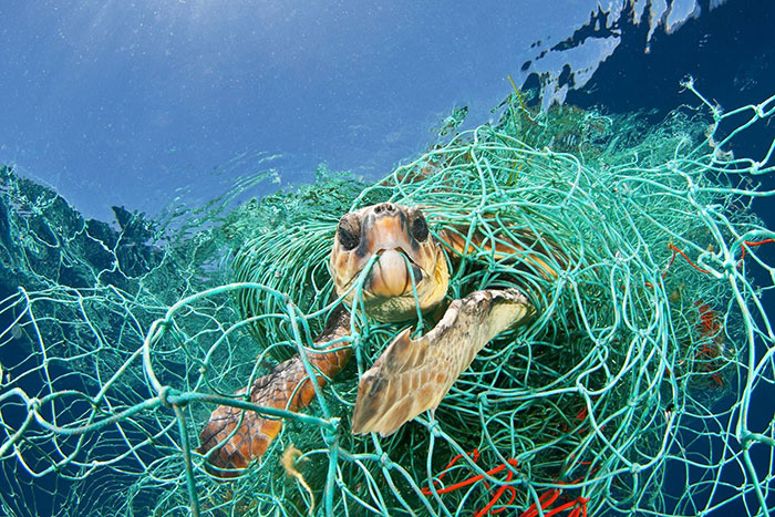 Выброшенные рыболовецкие сети часто становились причиной гибели морских животных.