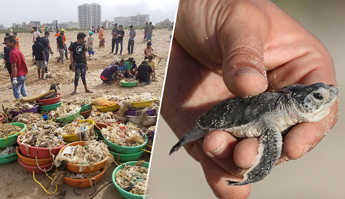 Волонтеры очистили пляж в Мумбаи.