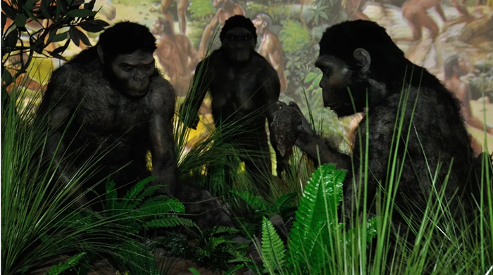 Ученые считают, что у современного человека и крупных приматов был общий предок.