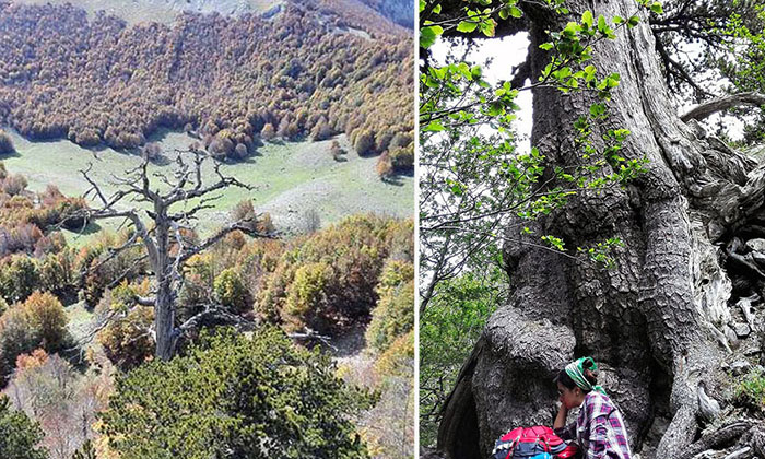Самое старое дерево в Европе.