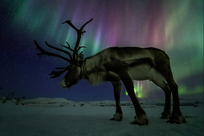Северный олень. Фото Оле Саломонсена.