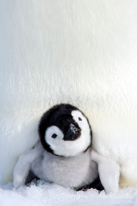 Маленький пингвин. Фото:  Thorsten Milse / Robert Harding.