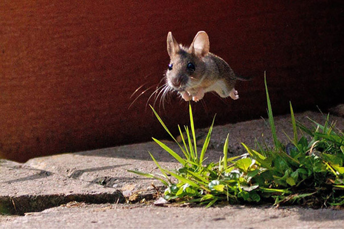 Летающая мышь.