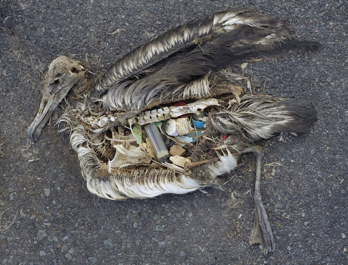 Мертвый альбатрос с желудком, полным пластикового мусора. Сентябрь 2009 г. Фото:  Chris Jordan. 