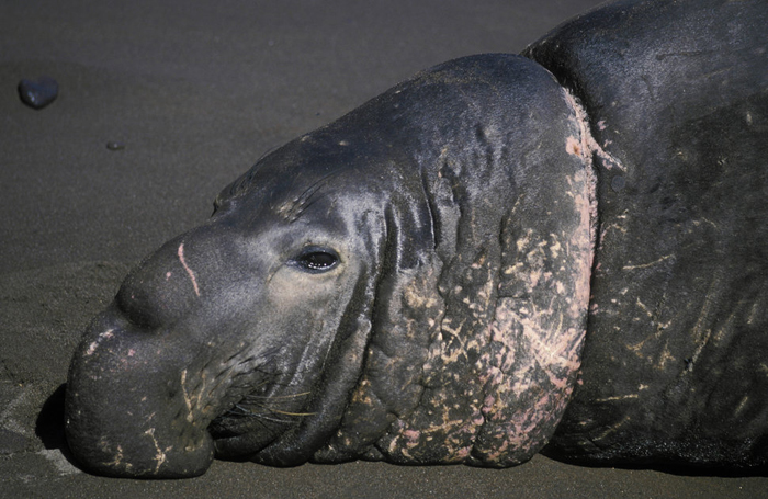 Морской слон в шрамах от пластика. Мексика. Фото: Kevin Schafer.
