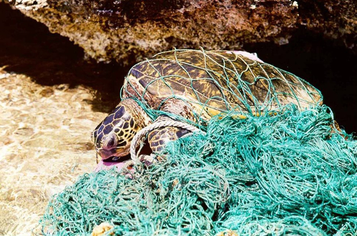Морская черепаха, запутавшаяся в мусоре. Для животных, дышащих кислородом в воздухе, запутаться в мусоре под водой равнозначно смерти от нехватки воздуха. Фото: NOAA.