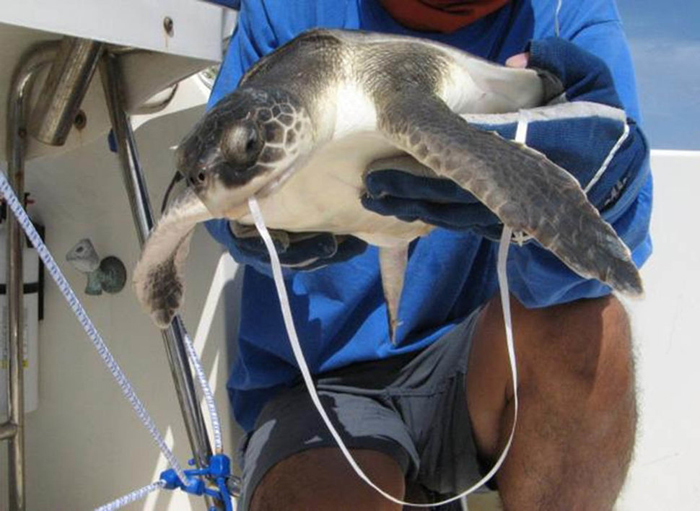 Морская черепаха  проглотила пластиковую веревку. Фото: Blair Witherington.