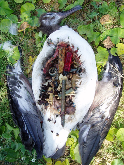 Умерший альбатрос лежит на земле, его желудок полон пластикового мусора. Фото: NOAA.