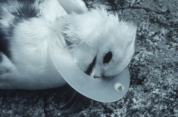 Птица, запутавшаяся в пластиковом мусоре. Фото: David Cayless.