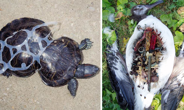 Последствия загрязнения мирового океана пластиком.