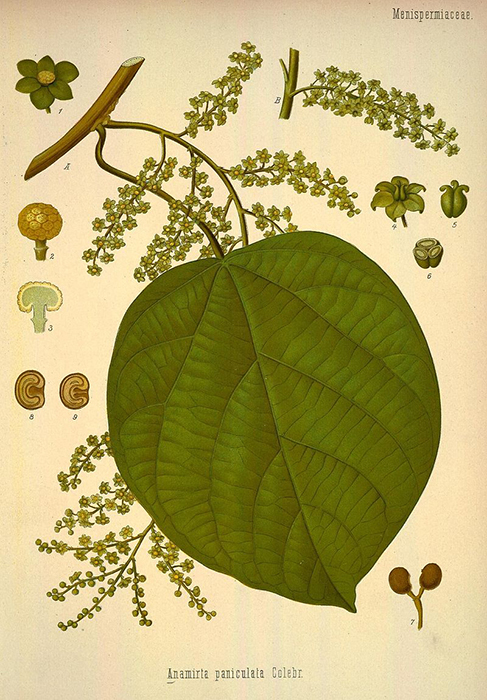 Анамирта коккулюсовидная. Ботаническая иллюстрация из книги K&#246;hler’s Medizinal-Pflanzen, 1887.