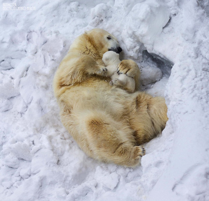 Полярный медведь. Фото: Антон Беловодченко.