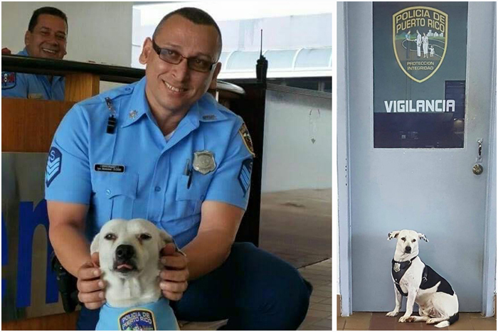 Бездомный пес стал талисманом для полицейских.
