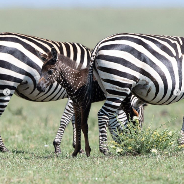 У малыша обычные родители с привычным для зебр окрасом.