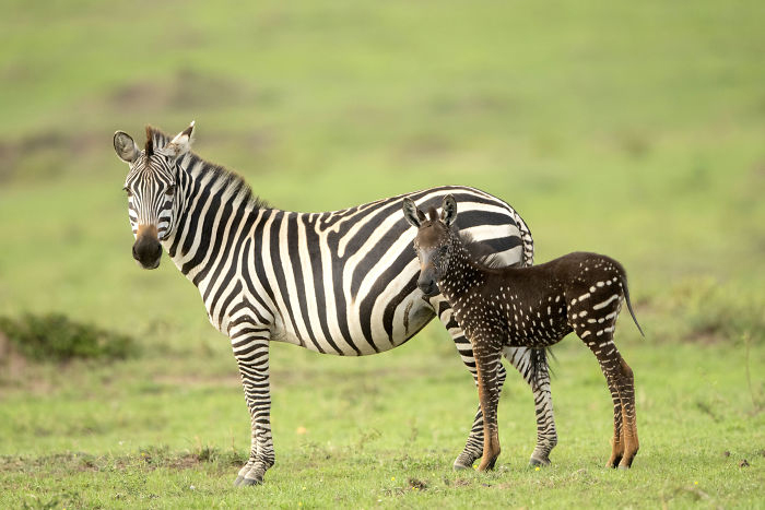 Зебры без полосок обычно не доживают до полугода в дикой природе.