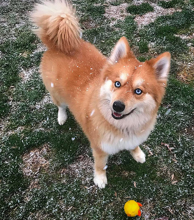 Миа - очень жизнерадостная собака.  Instagram myathepomsky.