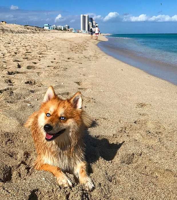 Дейв живет в Калифорнии, и Миа отлично себя чувствует в жарком климате.  Instagram myathepomsky.