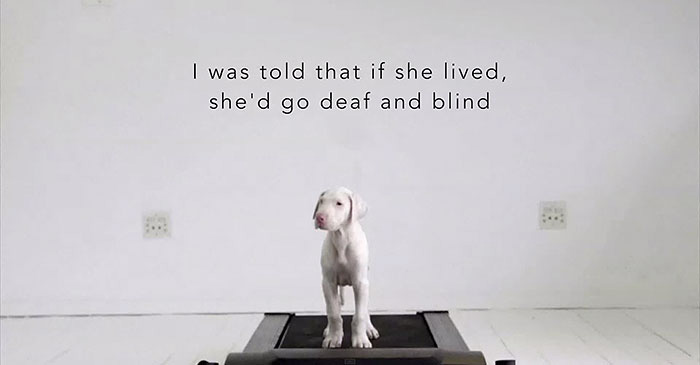 Мне сказали, что если собака выживет, она ослепнет и оглохнет.