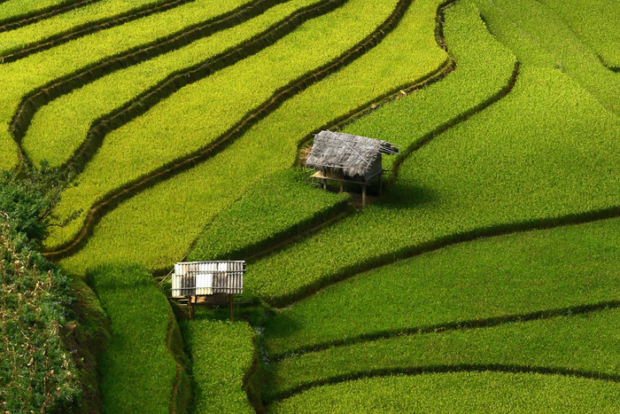 Вьетнамские рисовые поля.