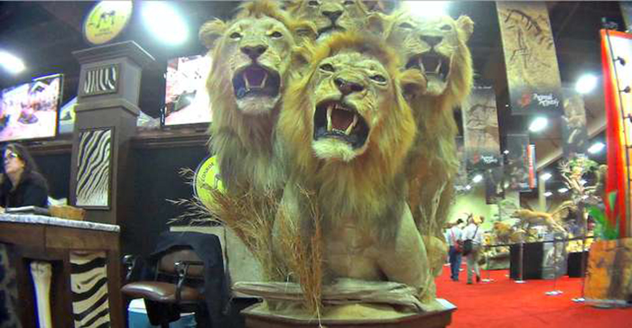 Убитые львы.
