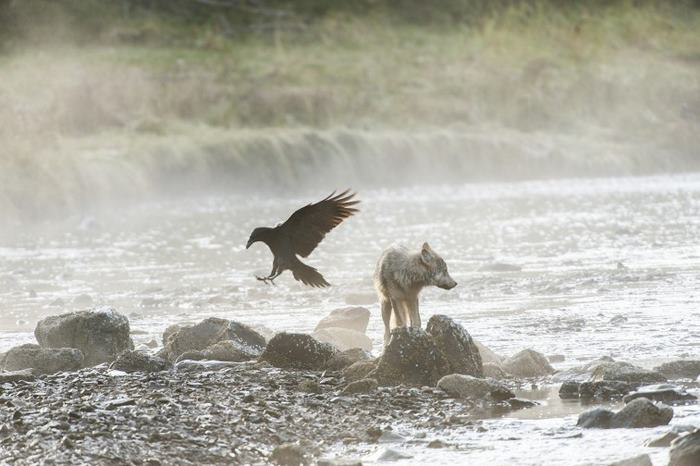 Хотя прибрежные волки и похожи на обычных волков, они отличаются даже на генетическом уровне. Фото: Ian McAllister.