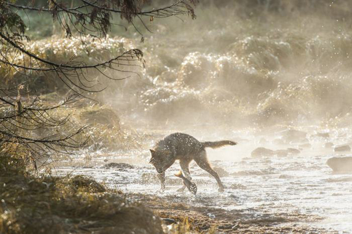 Эти волки питаются пищей, добытой в воде. Фото: Ian McAllister.