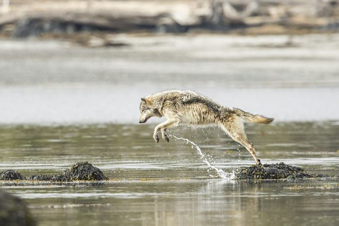 Прибрежные волки отлично умеют плавать и способны преодолевать огромные расстояния по воде. Фото: Ian McAllister.