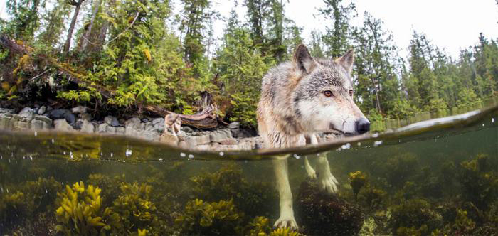 О существовании этих волков стало известно относительно недавно. Фото: Ian McAllister.