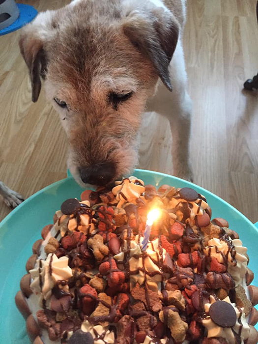 Всем собакам Никола устраивает праздник в честь дня рождения.