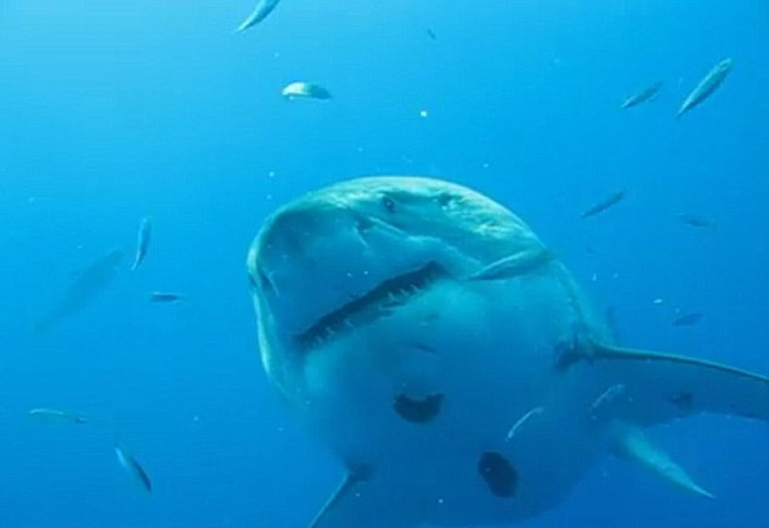 Deep Blue является самой большой акулой их всех, которые были замечены людьми.