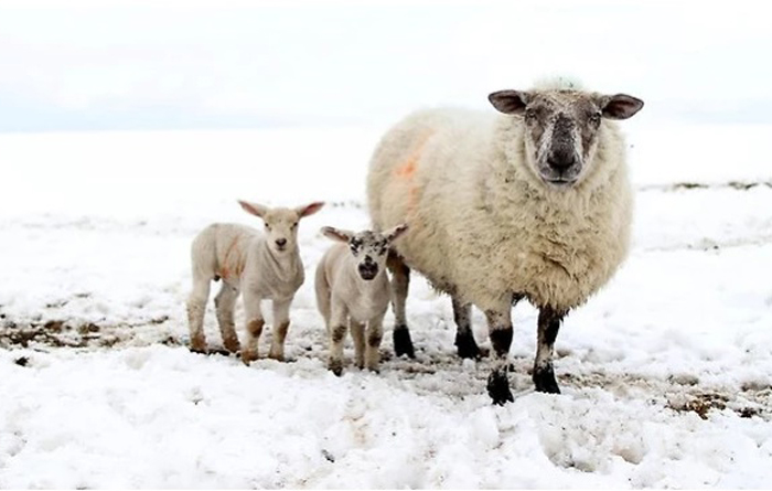 Овцы. Фото: Peter Muhly.