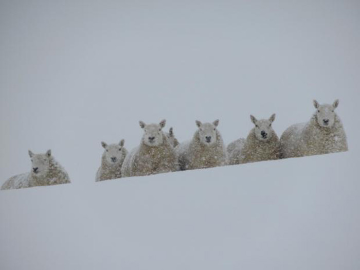 Овцы зимой.