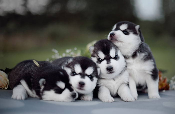 Четыре черно-белых щенка сибирских хаски. Фото: Erica Tcogoeva.