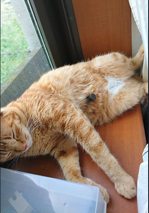 Это не проткнутый насквозь кот, он просто лежит на ручке от окна и ему так удобно.