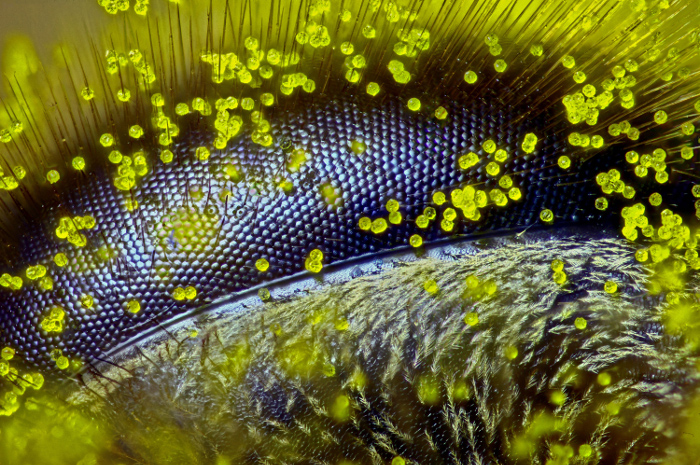 Увеличенный в 120 раз глаз пчелы, покрытый пыльцой одуванчика. Первое место. Автор фото: Ralph Claus Grimm.