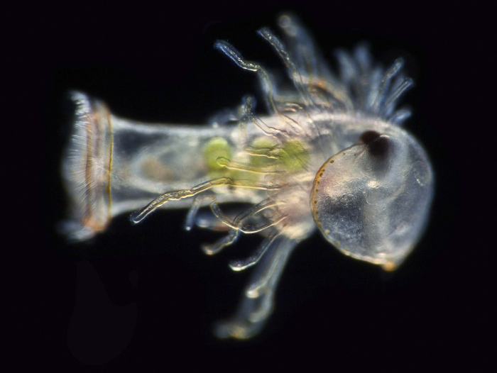 19-е место. Планктон. 450-х. Автор фото: Dr. Richard R. Kirby.