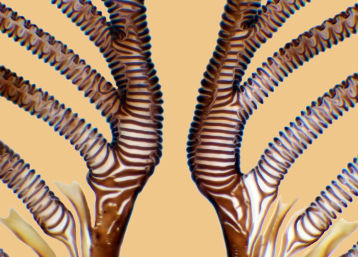 Ротовая часть трахеи мясной мухи Calliphora vomitoria. 750х. Автор фото: Raymond Morrison Sloss.