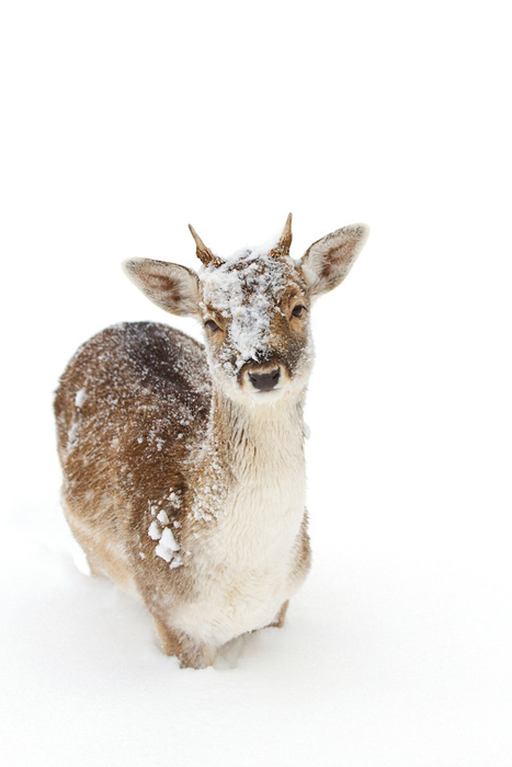 Животные в снегу. Фото: Jim Cumming.