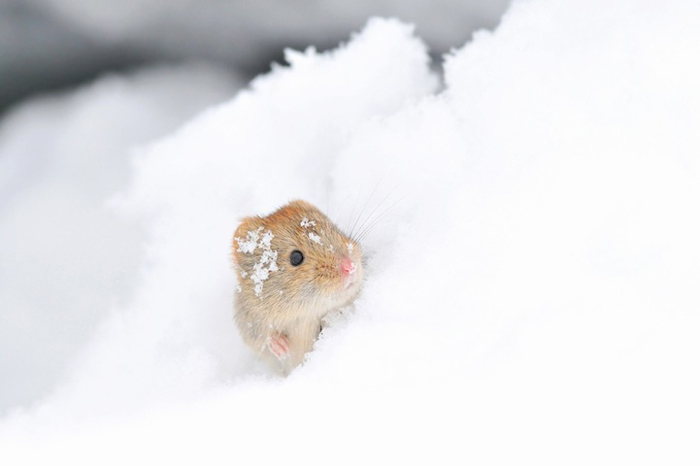 Маленькие животные тоже радуются снегу. Фото: Masatsugu Ohashi.