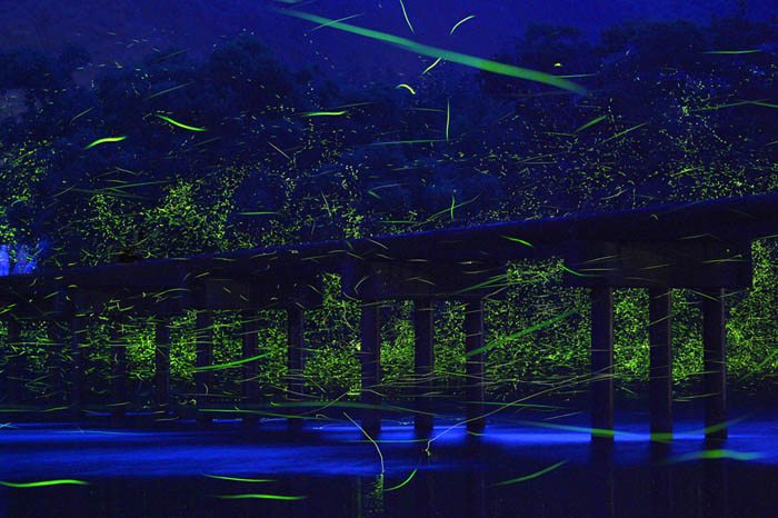 Мост над рекой Шиманто и летающие светлячки.