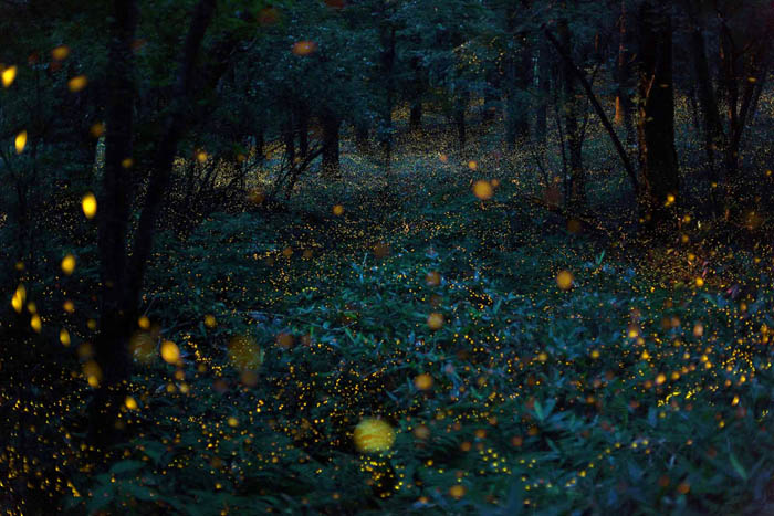 Золотые огоньки светлячков на фотографии Такехито Миятаке.