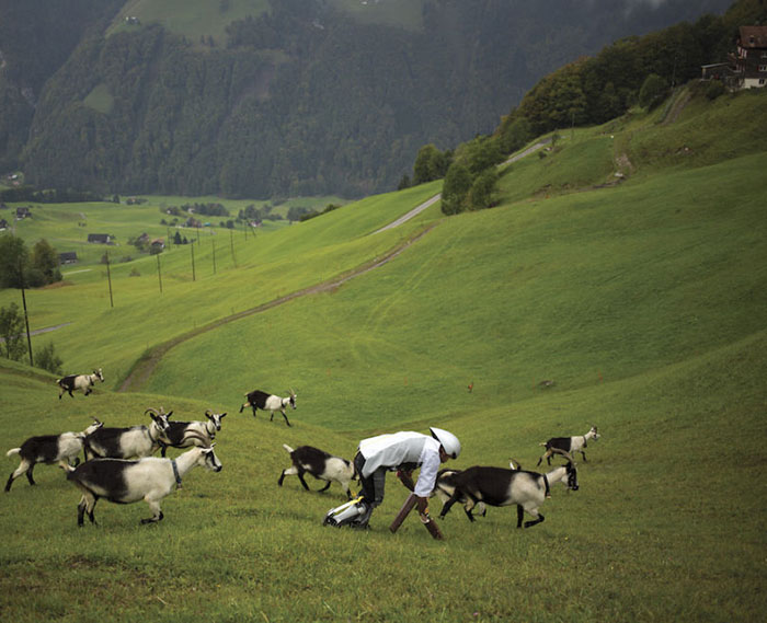 Томас провел три дня в швейцарских горах в компании стада коз.