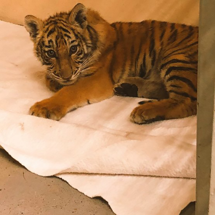 Сейчас тигренок уже чувствует себя хорошо, однако он будет вынужден всю жизнь жить в зоопарке.