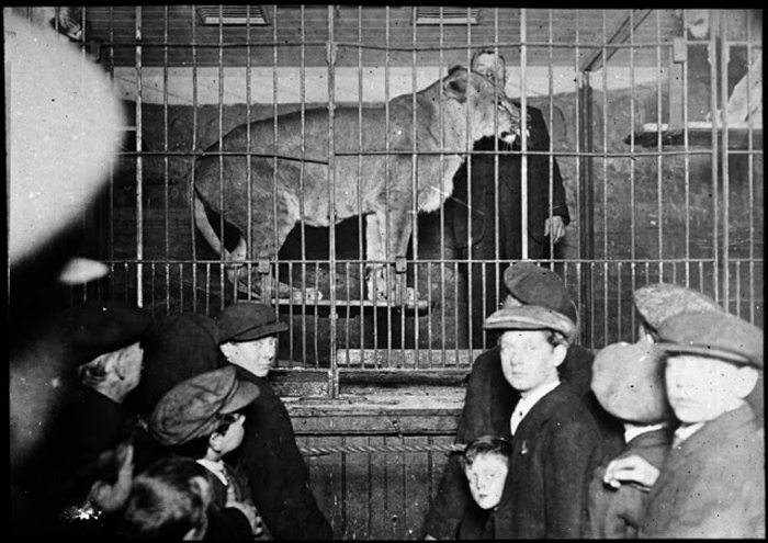 Посетители смотрят на льва в клетке. 1927г.