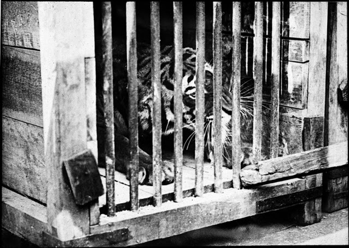 Тигр в клетке.