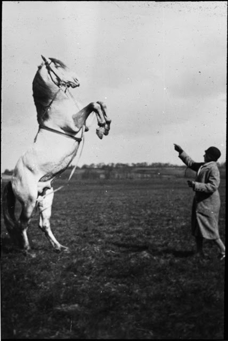 Женщина обучает лошадь трюкам.