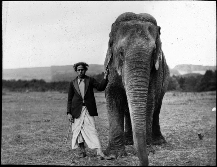 Мужчина стоит в поле со слоном.