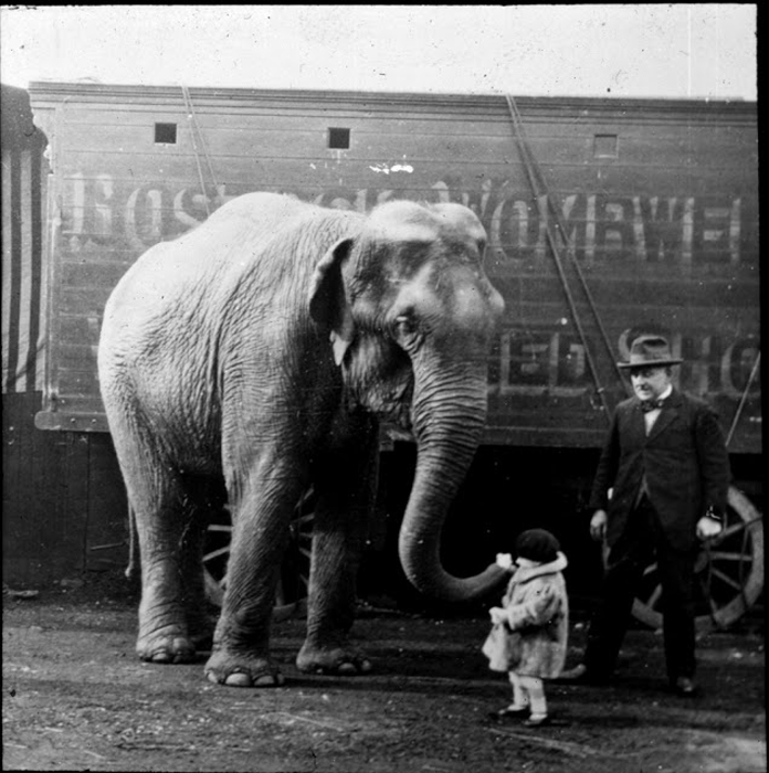 Слон здоровается с маленькой девочкой.