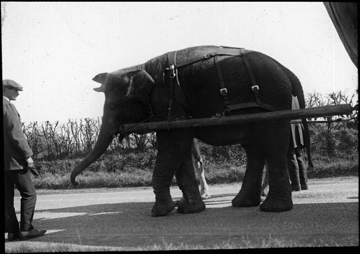 Запряженный слон идет по улицам.